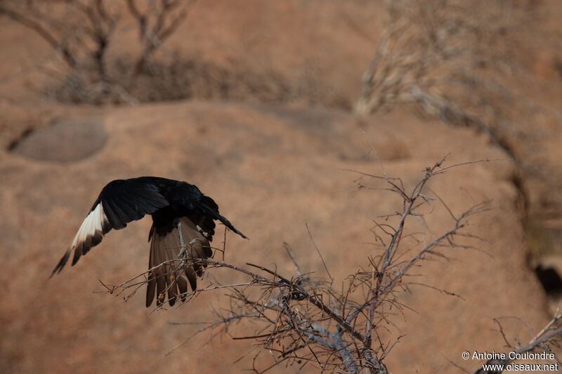 Pale-winged Starlingadult, Flight