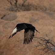 Pale-winged Starling