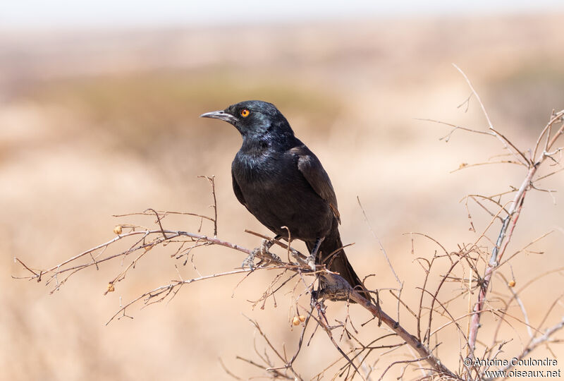 Pale-winged Starlingadult