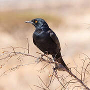 Pale-winged Starling