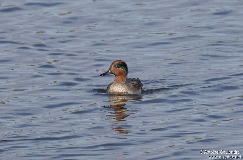 Eurasian Teal male adult