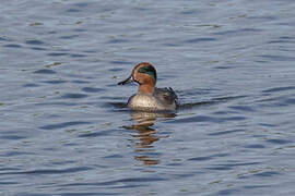 Eurasian Teal