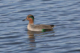 Eurasian Teal