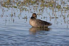 Eurasian Teal