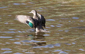 Eurasian Teal