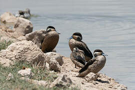 Blue-billed Teal