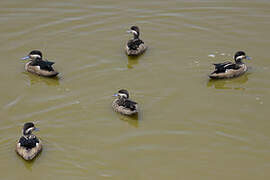 Blue-billed Teal