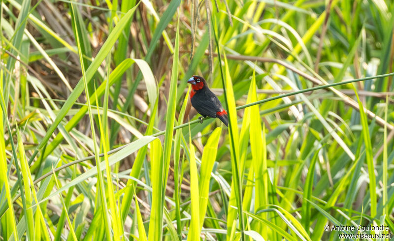 Western Bluebill male adult