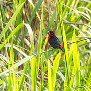 Western Bluebill