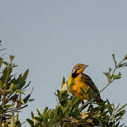 Yellow-throated Longclaw