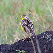 Yellow-throated Longclaw