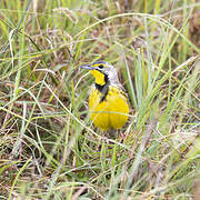 Yellow-throated Longclaw