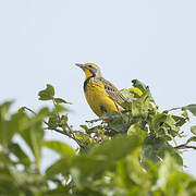 Yellow-throated Longclaw