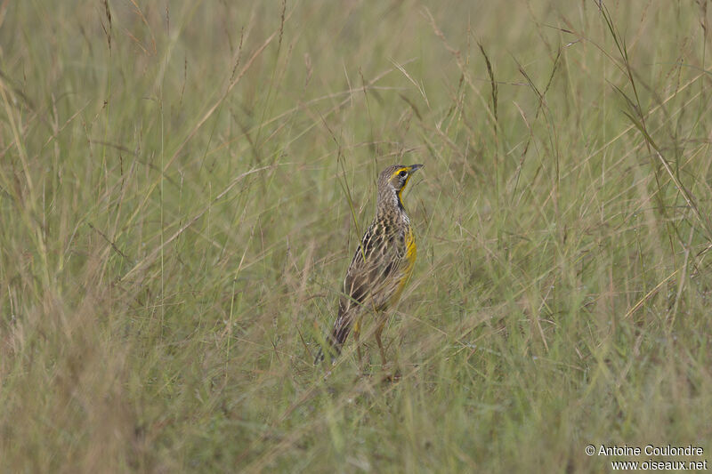 Yellow-throated Longclawadult, habitat