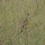 Yellow-throated Longclaw