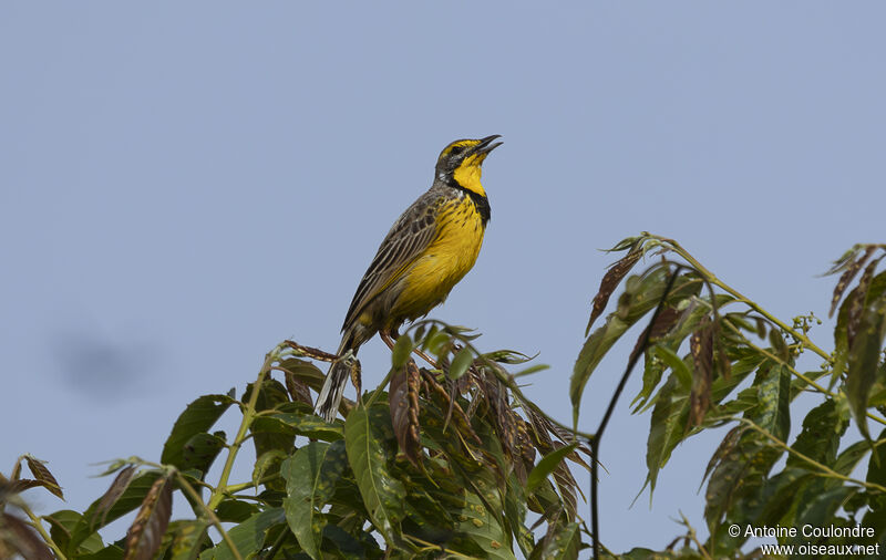 Yellow-throated Longclaw male adult, song