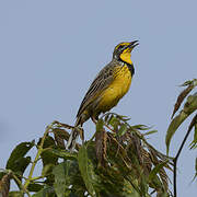 Yellow-throated Longclaw