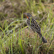 Rosy-throated Longclaw