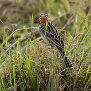 Rosy-throated Longclaw