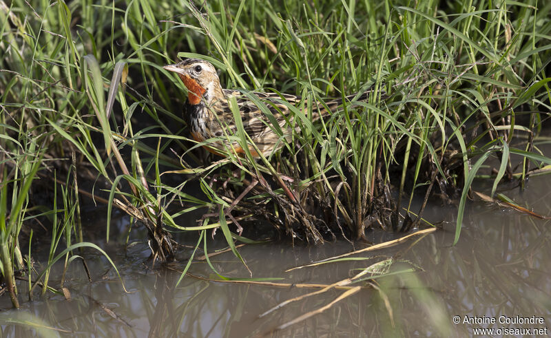 Rosy-throated Longclaw male adult breeding