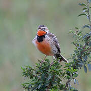 Rosy-throated Longclaw