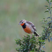 Rosy-throated Longclaw