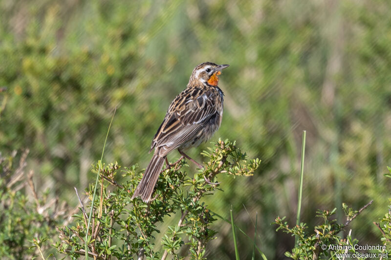 Sentinelle doréeadulte, habitat