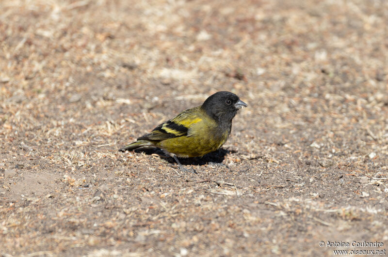 Ethiopian Siskin male adult