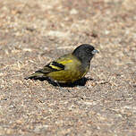 Serin à tête noire