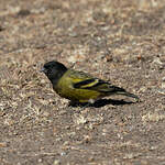 Serin à tête noire