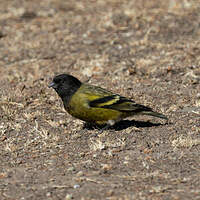 Serin à tête noire