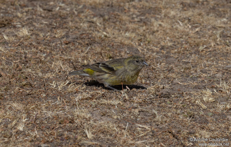 Serin à tête noire femelle adulte