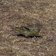 Serin à tête noire