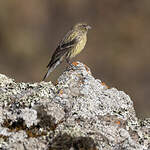 Serin à tête noire