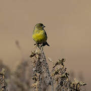 Serin à tête noire