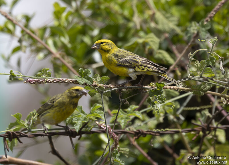 Serin à ventre blanc mâle adulte