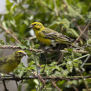 White-bellied Canary