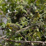 Serin à ventre blanc