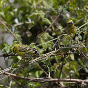 White-bellied Canary