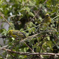 Serin à ventre blanc