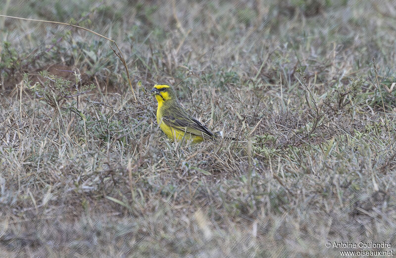 Serin à ventre blanc mâle adulte