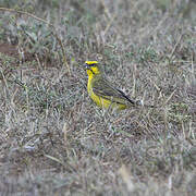 White-bellied Canary