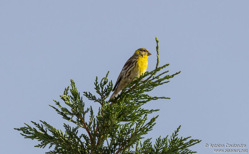 European Serin male adult breeding