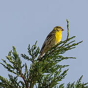 European Serin