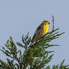 Serin cini