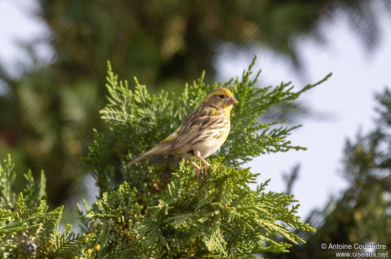 European Serin male adult breeding