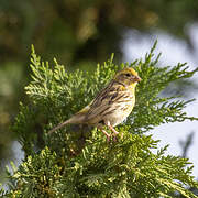 European Serin