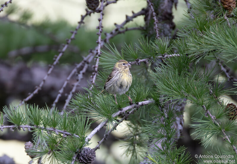 Serin cini femelle adulte nuptial