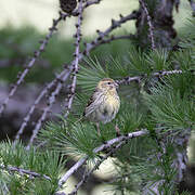 European Serin