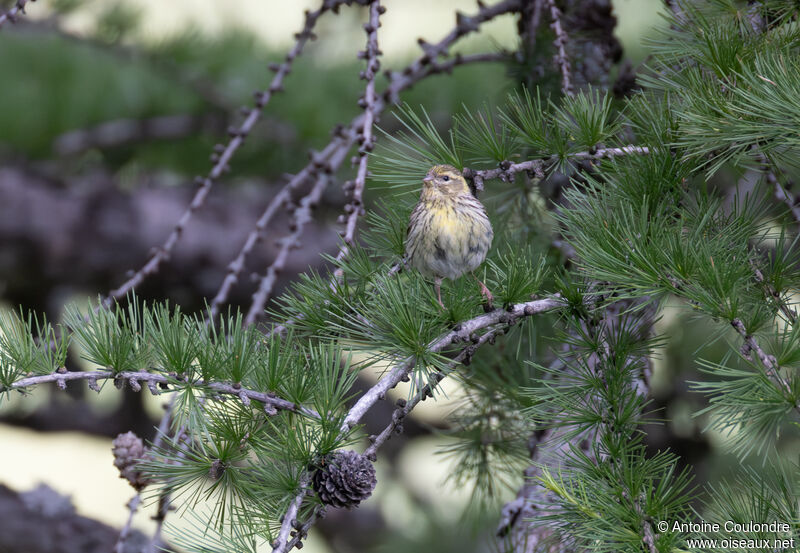 European Serin female adult breeding